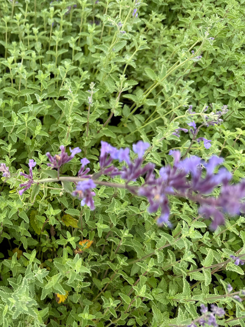 Kattenkruid (hoge soort 70 cm) - Nepeta x faassenii 'Six Hills Giant'