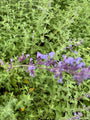 Kattenkruid (hoge soort 70 cm) - Nepeta x faassenii 'Six Hills Giant'