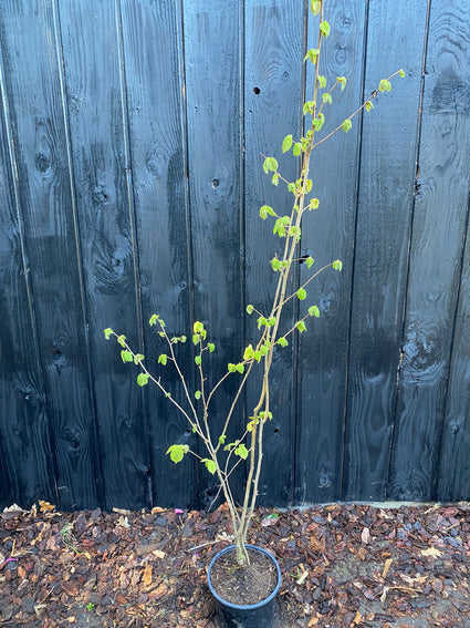 25x Gewone Hazelaar Corylus avellana  C4 pot, hoogte circa 175-200 cm