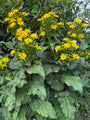 Zonnekroon - Silphium perfoliatum