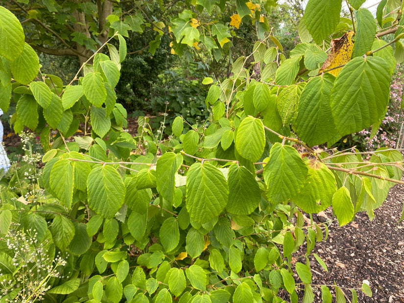 Schijnhazelaar - Corylopsis Sinensis