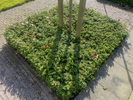 Dwergmispel - Cotoneaster Dammeri - (ook per/m2)