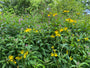 Slipbladige rudbeckia - laciniata 'Golden Glow'