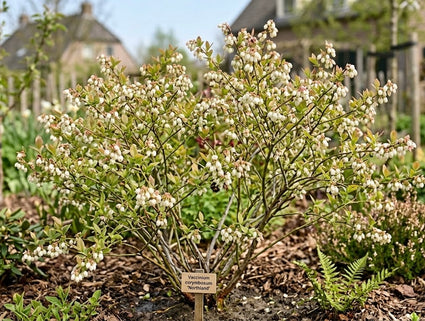 Blauwe bes - Vaccinium corymbosum 'Northland'