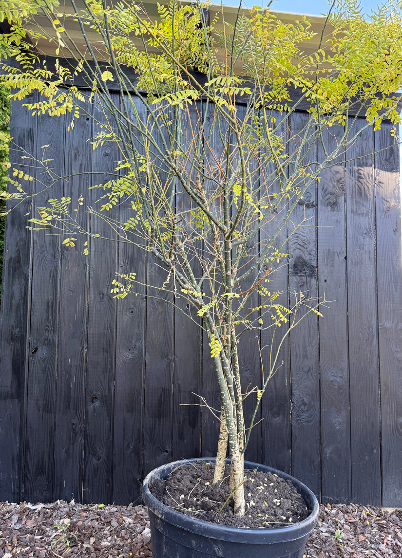 Japanse Honingboom Meerstammig - Styphnolobium Japonicum / Sophora japonica