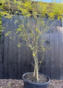 Japanse Honingboom Meerstammig - Styphnolobium Japonicum / Sophora japonica