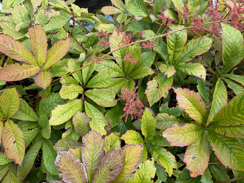 Biologisch Schout-bij-nacht - Rodgersia aesculifolia