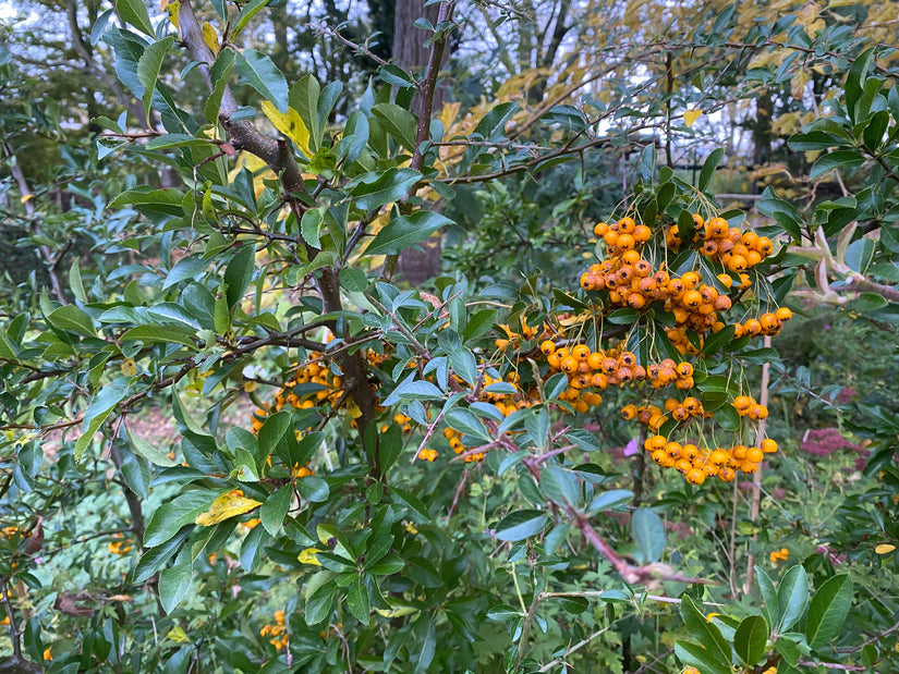 Vuurdoorn (Oranje) - Pyracantha 'Orange Glow'