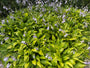 Hartlelie - Hosta 'Gold Standard'