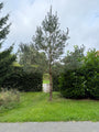 Grove den - Pinus sylvestris hoogstam boom