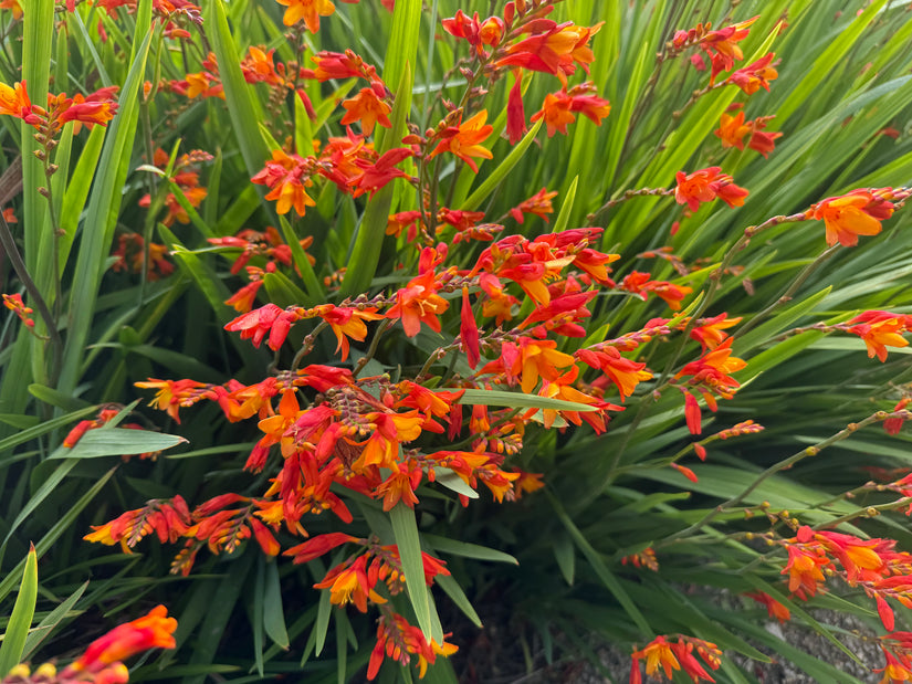 Montbretia - Crocosmia 'Carmine Brilliant'