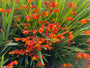 Montbretia - Crocosmia 'Carmine Brilliant'
