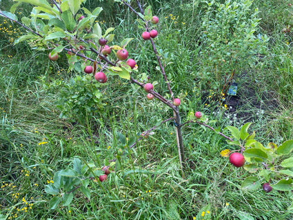 Biologisch Appelboom - Malus domestica 'Elstar'