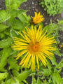 Griekse alant - Inula helenium