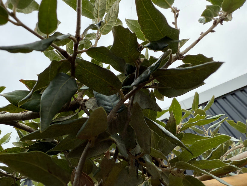 Kant en klaar haag Steeneik - 200 cm hoog x 120 cm breed - Quercus Ilex