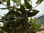 Kant en klaar haag Steeneik - 200 cm hoog x 120 cm breed - Quercus Ilex