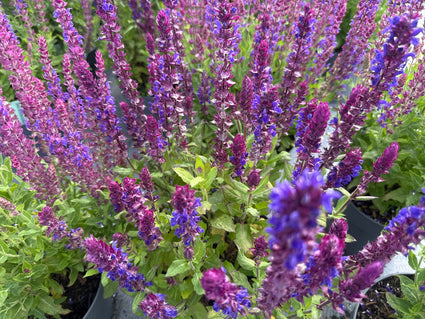 Salie (Blauw / Hoogte 40 cm) - Salvia nemorosa 'Ostfriesland'