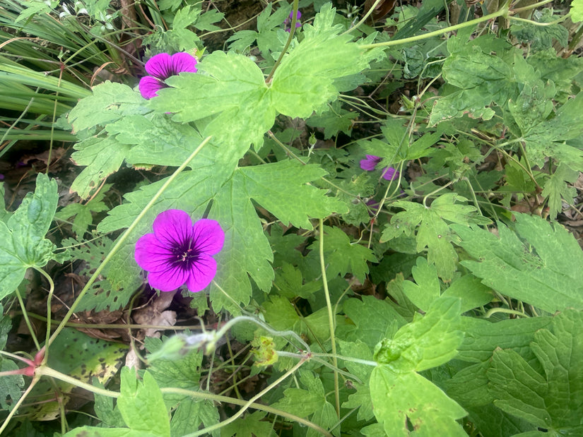 Ooievaarsbek - Geranium 'Ann Folkard'