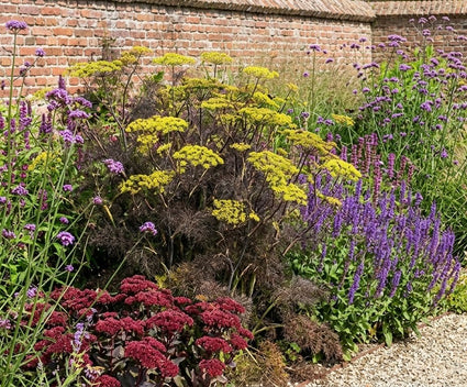 Venkel - Foeniculum vulgare 'Purpureum'