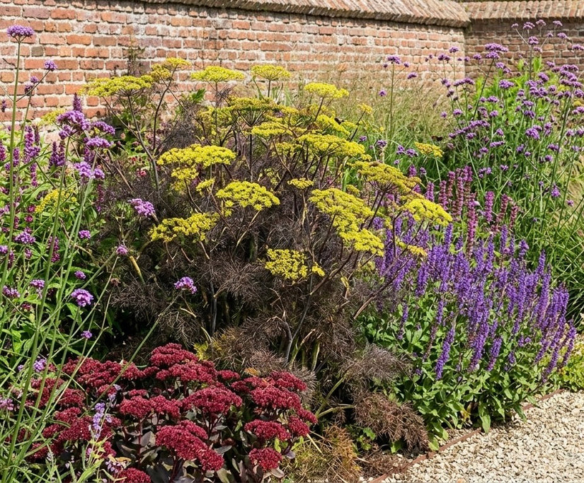 Venkel - Foeniculum vulgare 'Purpureum'