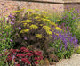 Venkel - Foeniculum vulgare 'Purpureum'