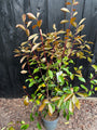 Glansmispel - Photinia x fraseri 'Red Robin'
