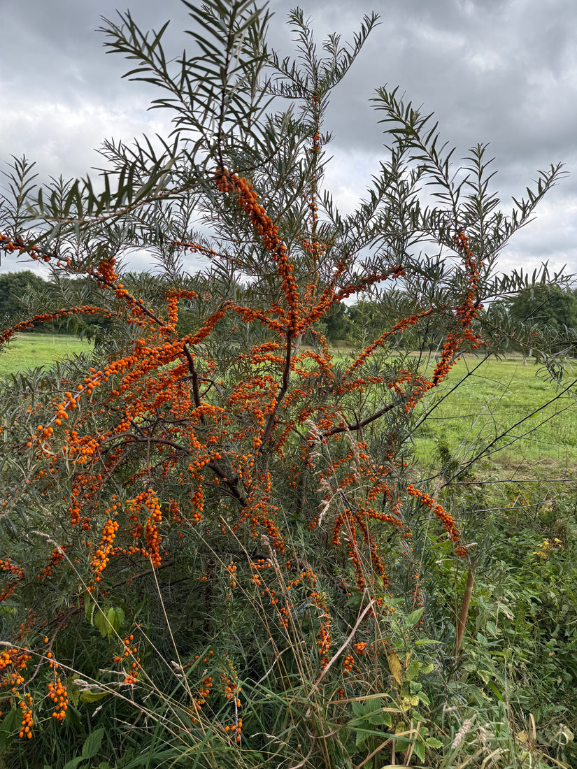 Duindoorn - Hippophae rhamnoides