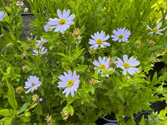 Biologisch Zomeraster - Kalimeris incisa 'Blue Star'
