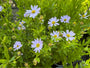Biologisch Zomeraster - Kalimeris incisa 'Blue Star'