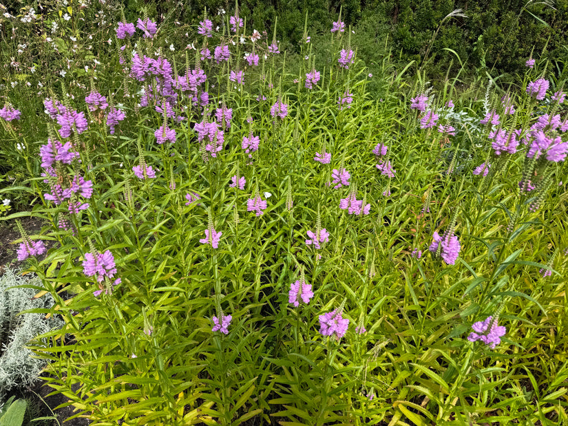 Scharnierbloem (roze/rood) - Physostegia virginiana 'Bouquet Rose'