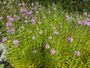 Scharnierbloem (roze/rood) - Physostegia virginiana 'Bouquet Rose'