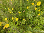 Teunisbloem - Oenothera fruticosa