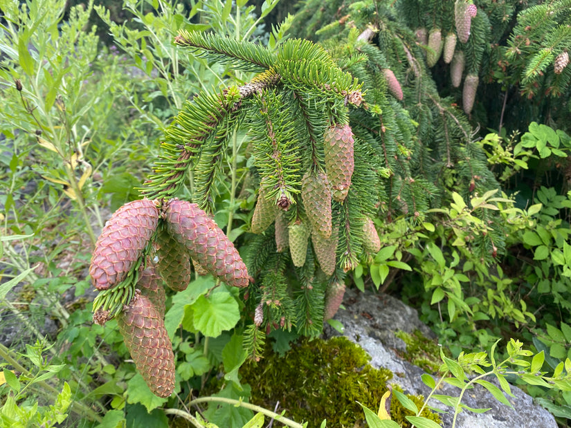 Sitkaspar - Picea sitchensis