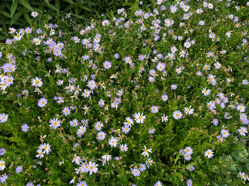 Biologisch Zomeraster - Kalimeris incisa 'Blue Star'