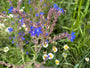 Gewone ossentong - Anchusa officinalis