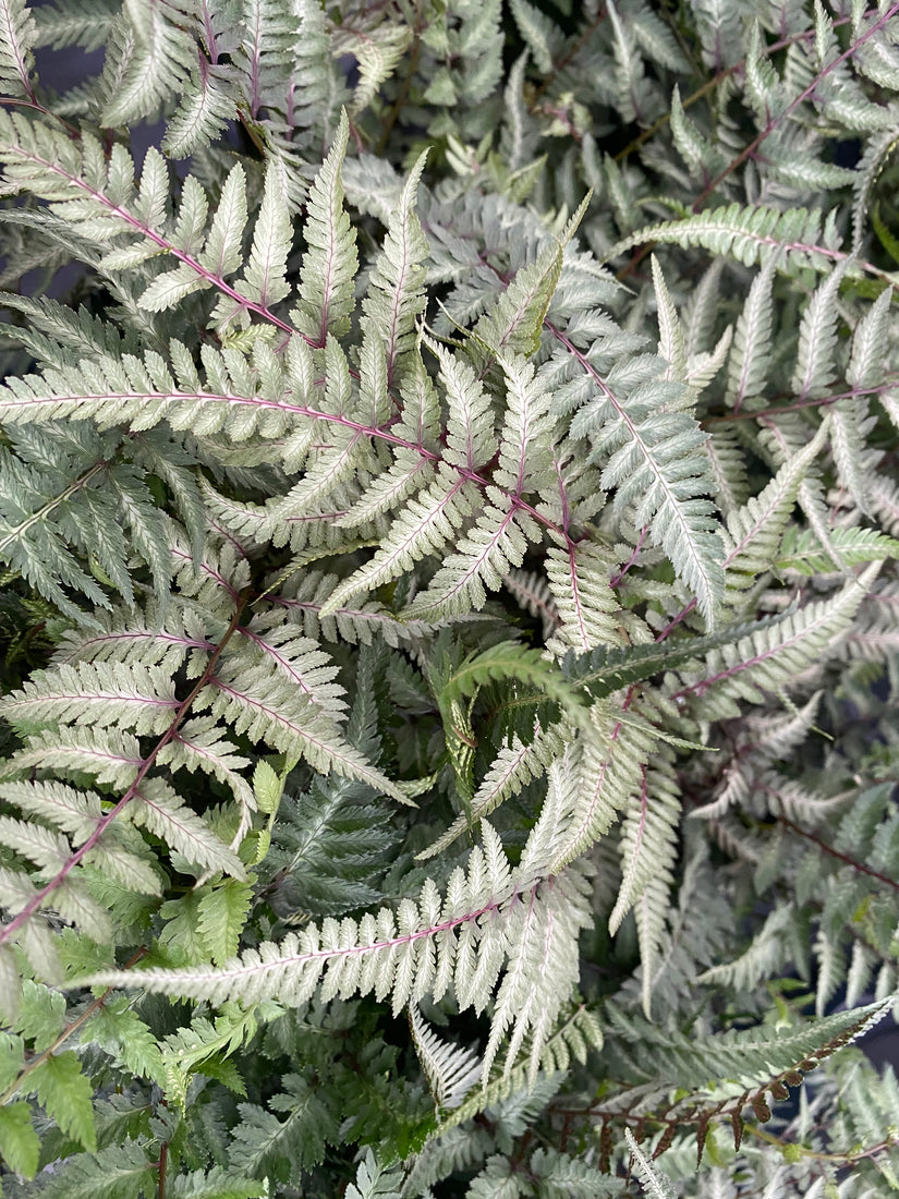 Japanse regenboogvaren - Athyrium niponicum 'Metallicum'