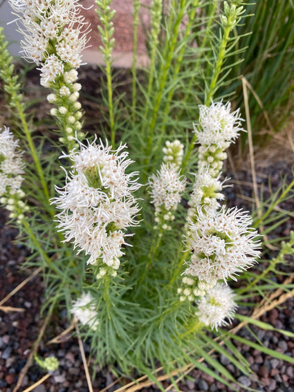 Knopige slangenwortel / Lampenpoetser - Liatris spicata 'Alba'