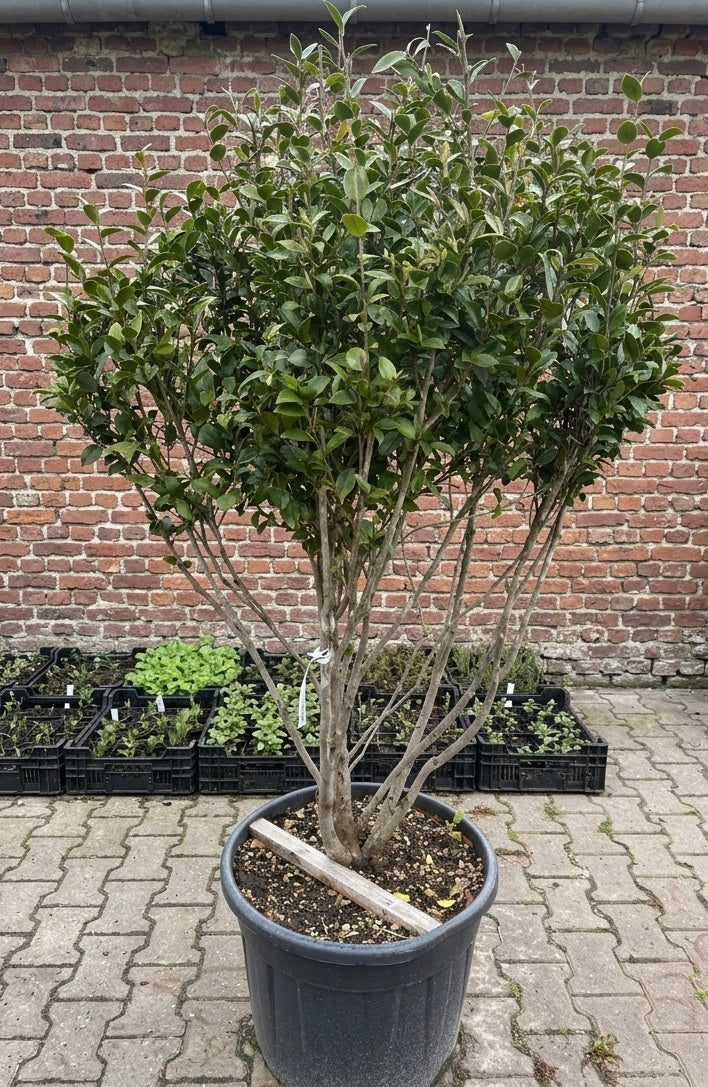 Camelia - Camellia sasanqua (Herfstcamelia)