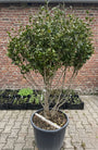 Camelia - Camellia sasanqua (Herfstcamelia)