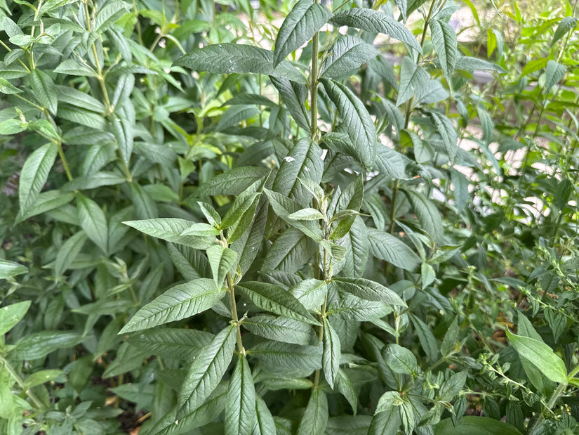 Grote wederik - Lysimachia vulgaris