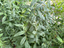 Grote wederik - Lysimachia vulgaris