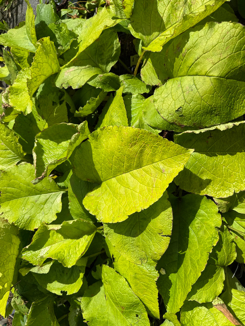 Oriëntaals komkommerkruid - Trachystemon orientalis