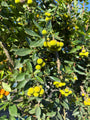 Aardbeiboom (Meerstammig) - Arbutus unedo