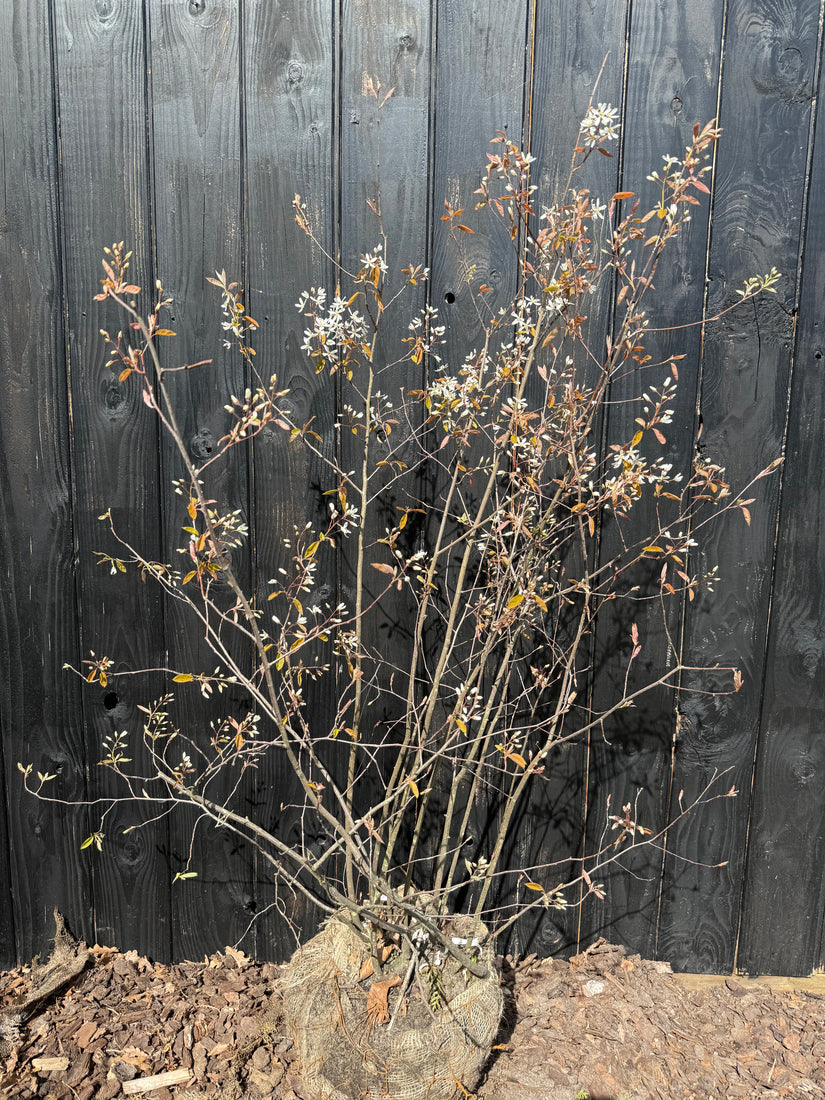 Biologische, Meerstammige Krentenboompje - Amelanchier lamarckii (gifvrij gekweekt)