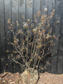 Biologische, Meerstammige Krentenboompje - Amelanchier lamarckii (gifvrij gekweekt)
