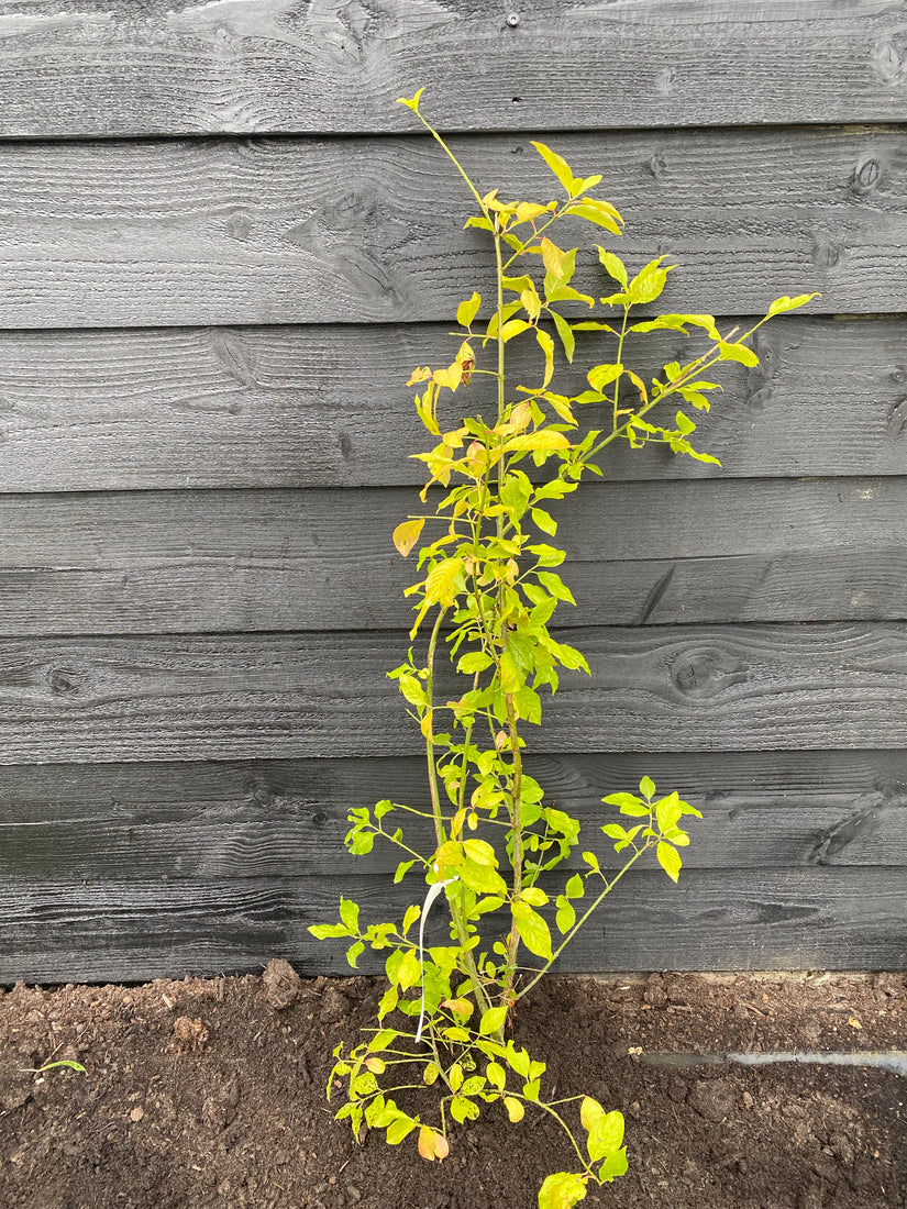 Wilde kardinaalsmuts - Euonymus europaeus