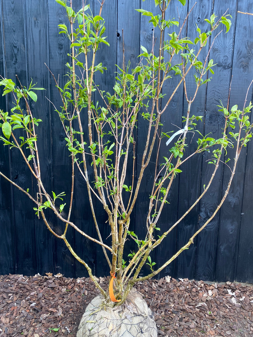 Zevenzonenboom - Heptacodium miconioides