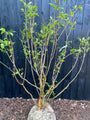 Zevenzonenboom - Heptacodium miconioides