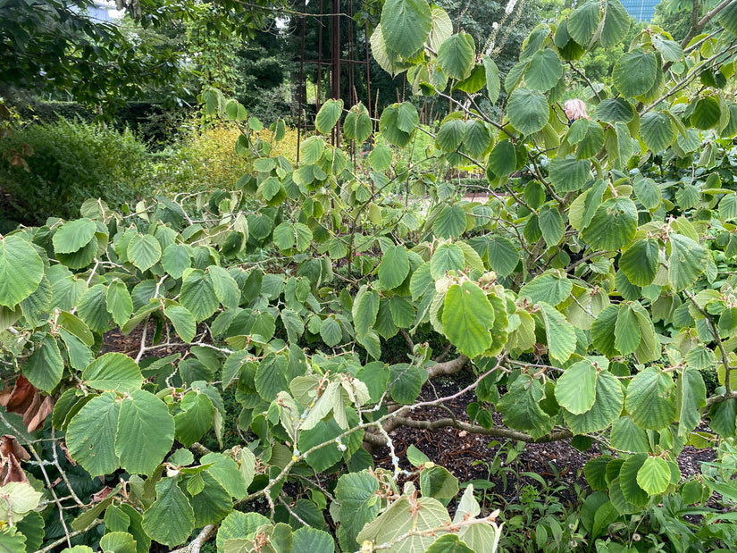 Zachte toverhazelaar - Hamamelis mollis