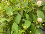 Kogelbloem - Cephalanthus occidentalis